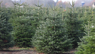 12. Tipp: Der Weihnachtsbaum 2020 – öko und fair